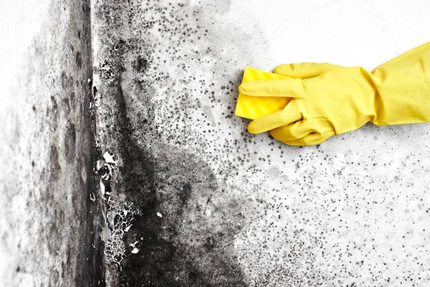 Best Fast Mold Removal  in Roebling, NJ