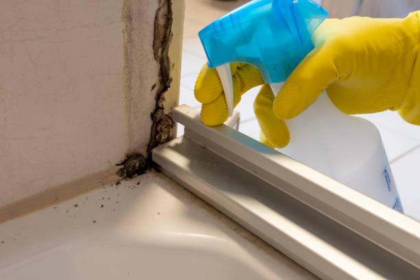 Trusted Roebling, NJ Mold Removal Experts