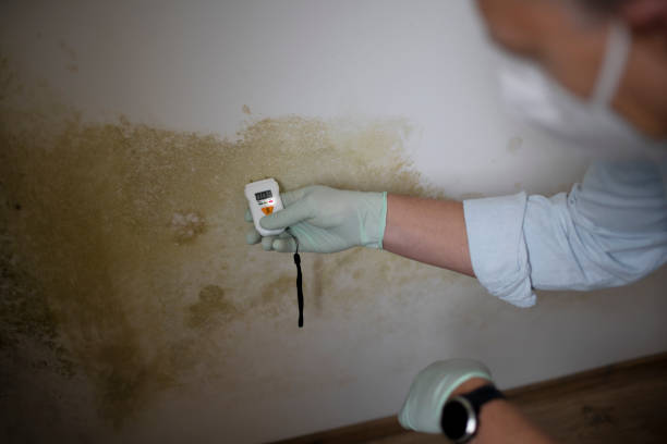 Attic Mold Removal in Roebling, NJ