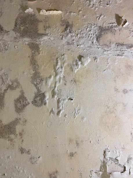 Best Emergency Mold Removal  in Roebling, NJ