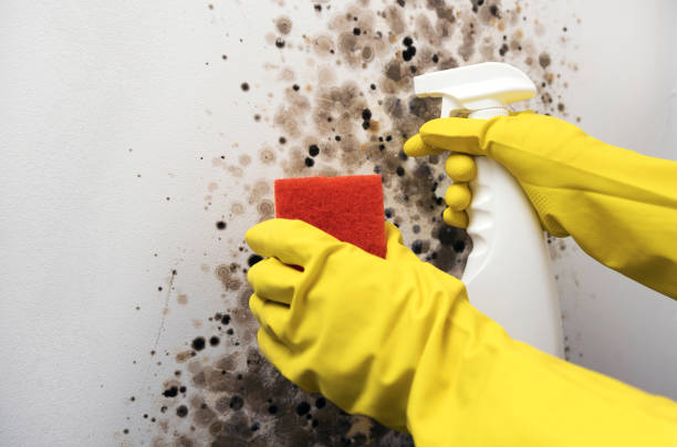 Best Attic Mold Removal  in Roebling, NJ