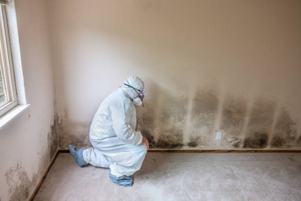 Best Home Mold Removal  in Roebling, NJ