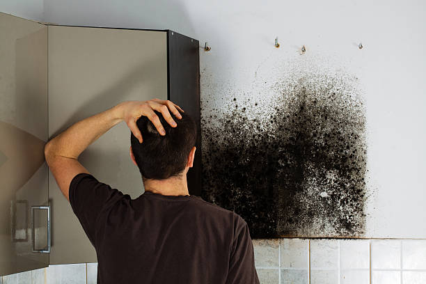 Best Mold Remediation  in Roebling, NJ