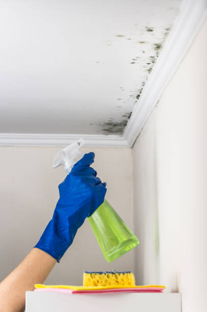 Best Mold Removal Company Near Me  in Roebling, NJ